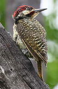 Bennett's Woodpecker