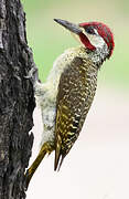 Bennett's Woodpecker