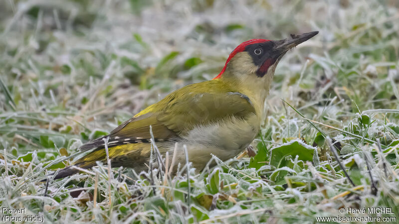 European Green Woodpecker male adult