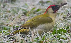 European Green Woodpecker