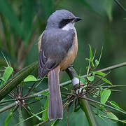 Grey-backed Shrike