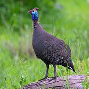 Helmeted Guineafowl