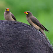 Yellow-billed Oxpecker