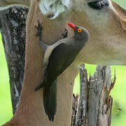 Red-billed Oxpecker