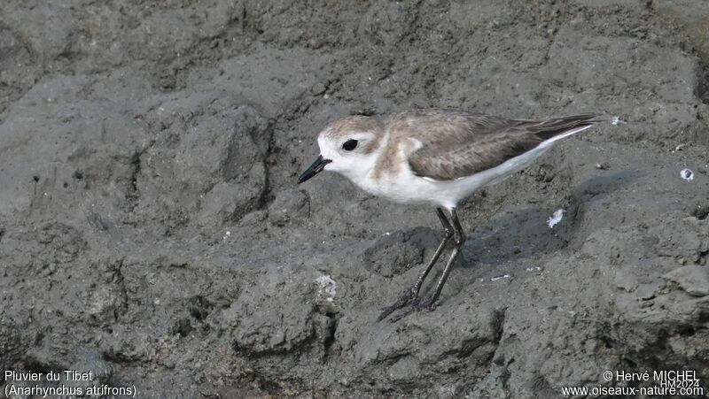 Tibetan Sand Plover