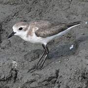 Tibetan Sand Plover