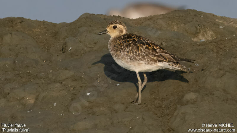 Pacific Golden Plover