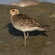 Pacific Golden Plover