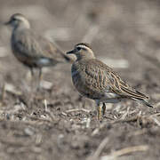 Eurasian Dotterel