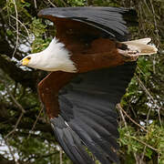 African Fish Eagle