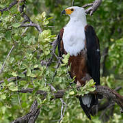 African Fish Eagle