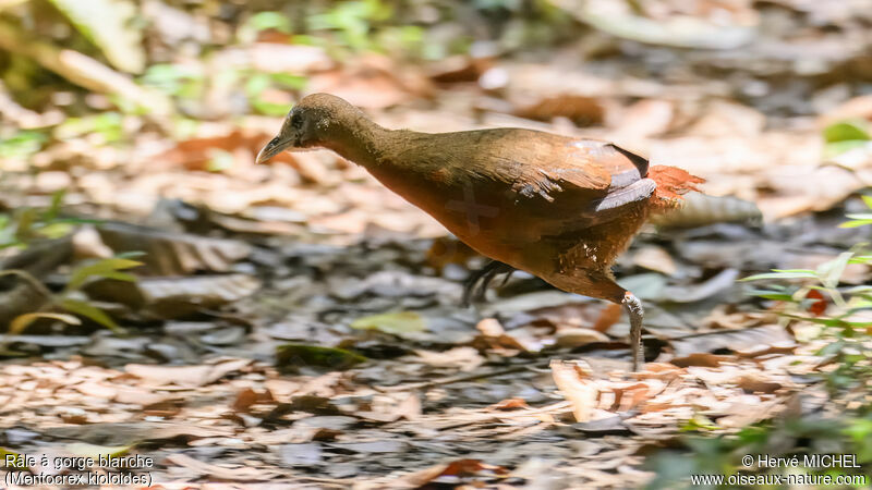 Madagascar Forest Rail