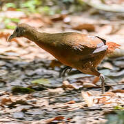 Madagascar Forest Rail