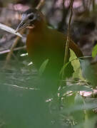 Madagascar Forest Rail