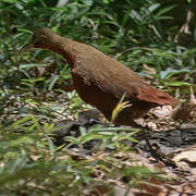 Madagascar Forest Rail