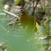 Madagascar Forest Rail