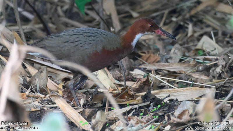 White-throated Rail