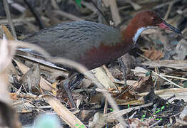 White-throated Rail