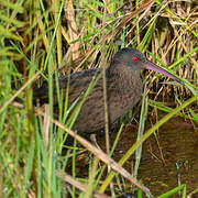 Madagascar Rail