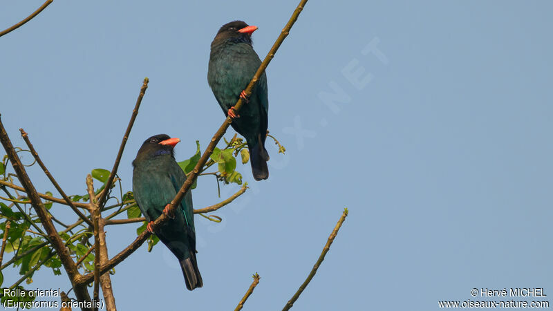 Oriental Dollarbird