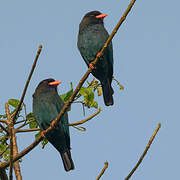 Oriental Dollarbird