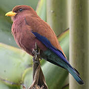 Broad-billed Roller