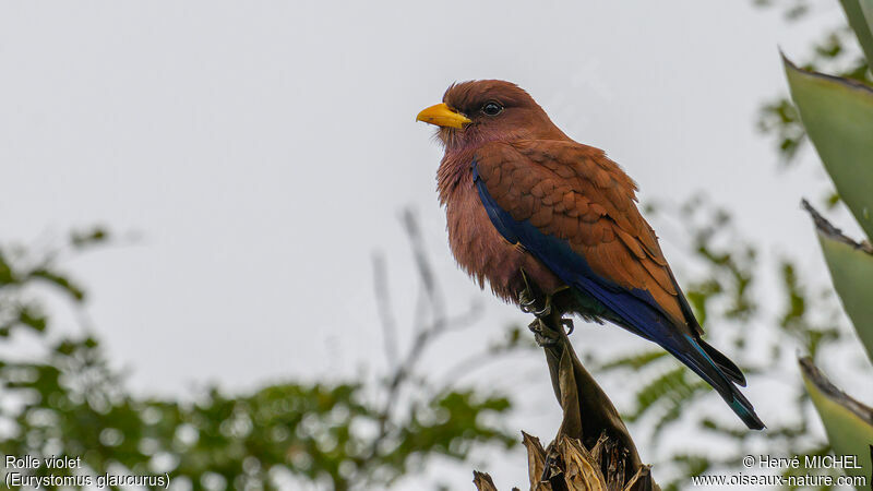 Broad-billed Roller