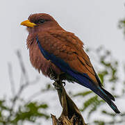 Broad-billed Roller