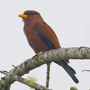 Broad-billed Roller