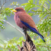 Broad-billed Roller