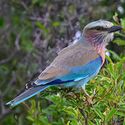 Lilac-breasted Roller