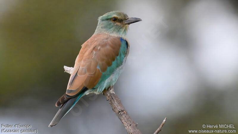 European Roller