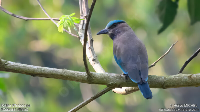 Indochinese Roller