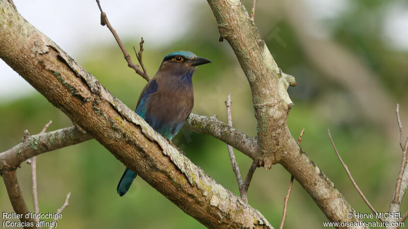 Indochinese Roller