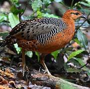 Ferruginous Partridge