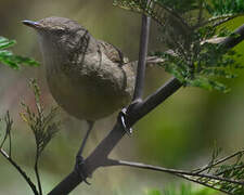 Madagascar Swamp Warbler