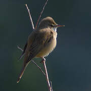 Great Reed Warbler