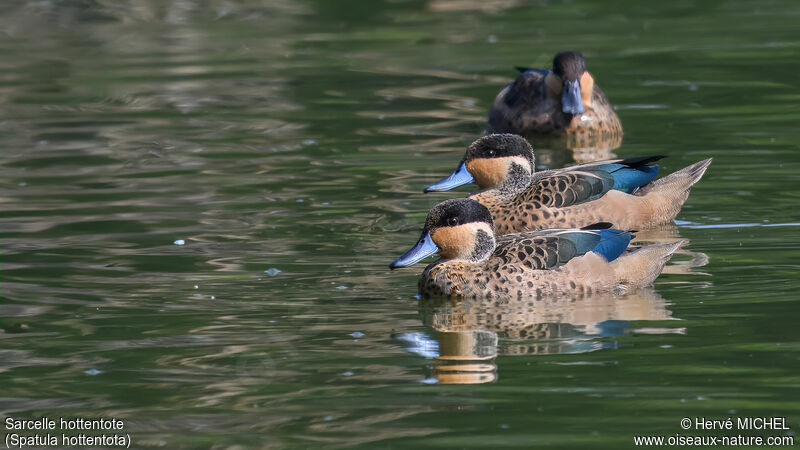 Blue-billed Teal