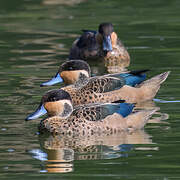 Blue-billed Teal