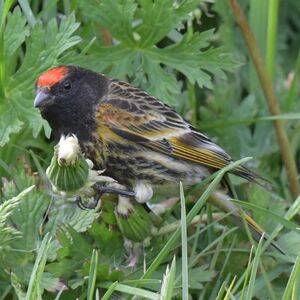 Serin à Front Rouge Serinus Pusillus