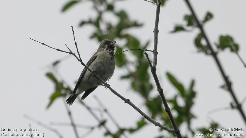 Serin à gorge noire mâle adulte nuptial