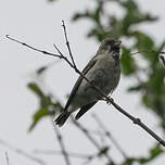 Serin à gorge noire