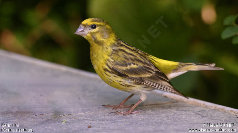 Serin cini mâle adulte nuptial