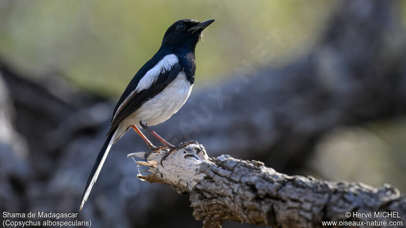 Madagascar Magpie-Robin