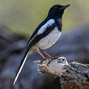 Madagascar Magpie-Robin