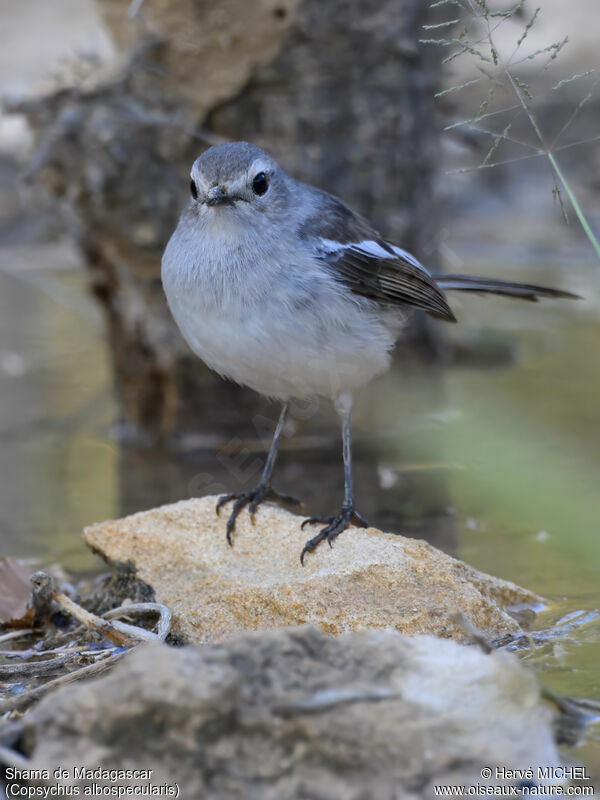 Madagascar Magpie-Robinsubadult