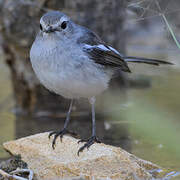 Madagascar Magpie-Robin