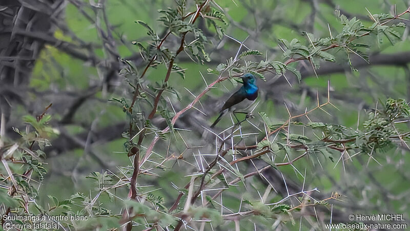 White-bellied Sunbird