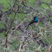 White-bellied Sunbird