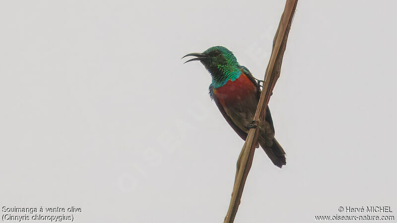 Olive-bellied Sunbird